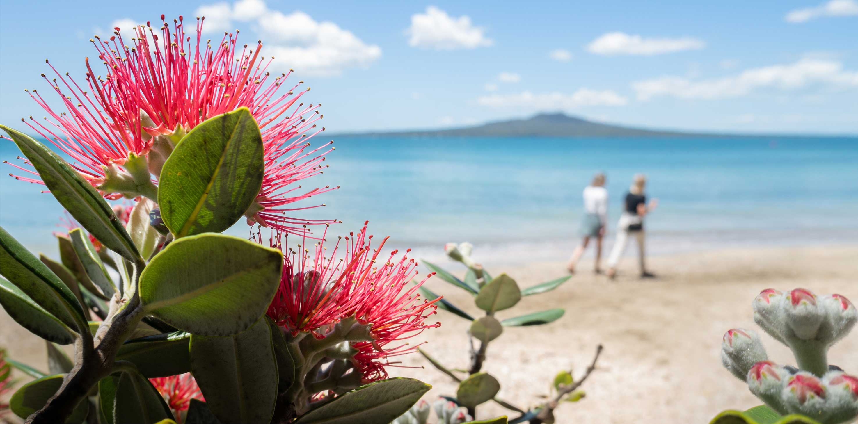 Two people walk along a beach in the background. There are red native flowers in the foreground.