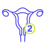 An icon depicting the uterus, with an encircled number 2 sitting next to the uterus.
