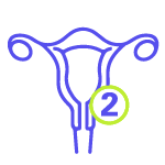An icon depicting the uterus, with an encircled number 2 sitting next to the uterus.