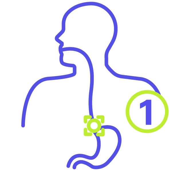 An icon representing the oesophagus, with the number 1 encircled next to it
